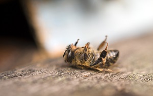 Moria delle api: sequestri in Provincia di Udine