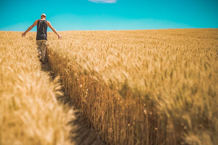 Dati positivi sulla semina 2023 di grano tenero, in calo quello duro