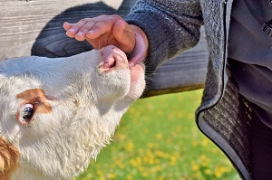Inalca e Coldiretti, firmato un protocollo d'intesa per il benessere animale