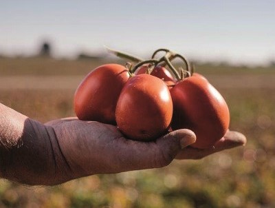Casalasco: riferimento internazionale nel pomodoro da industria e co-packer per aziende di tutto il mondo