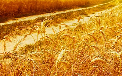 Frumento tenero: volumi di produzione in crescita ma qualità insoddisfacente