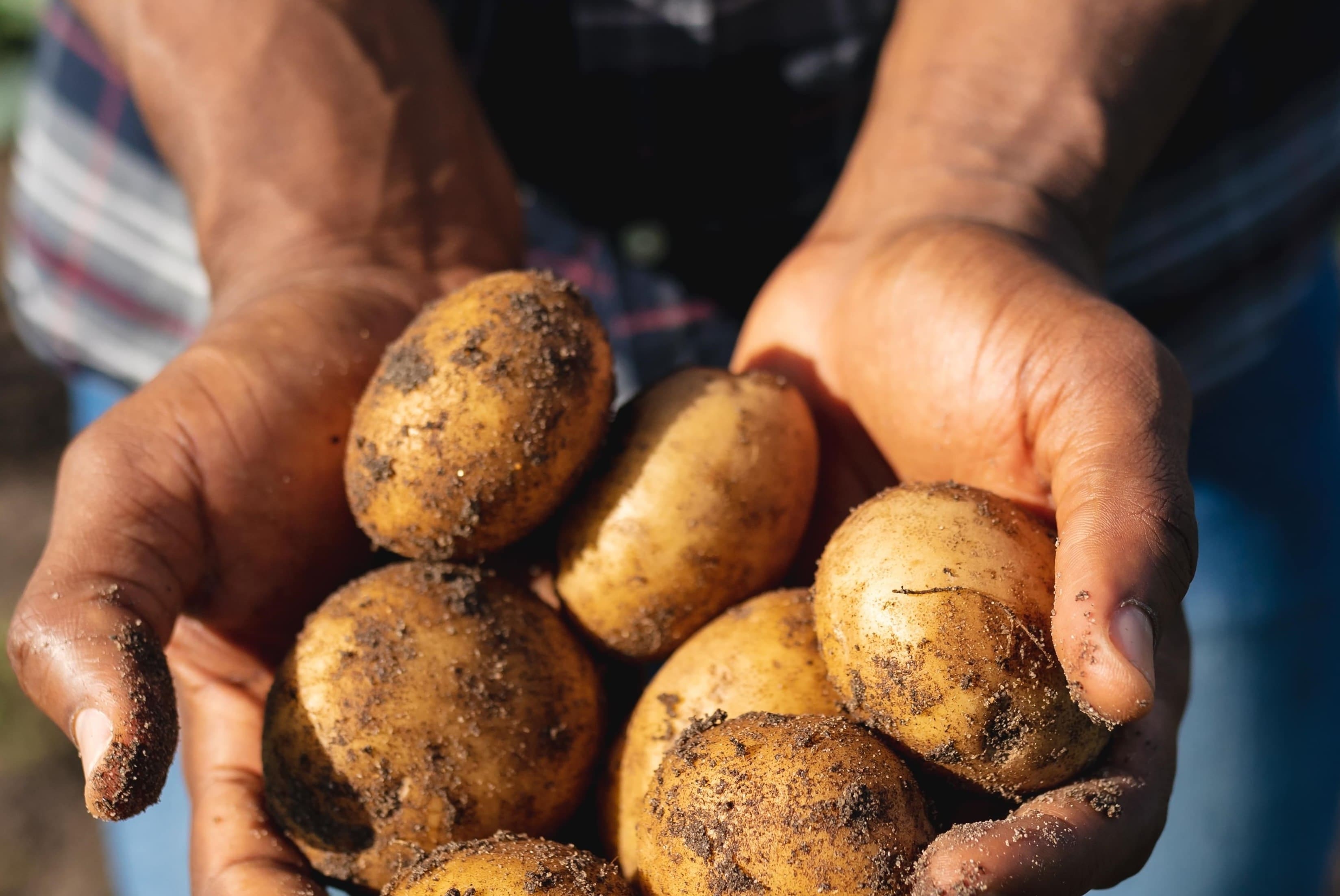 UNAPA promuove Potatoes Forever!
