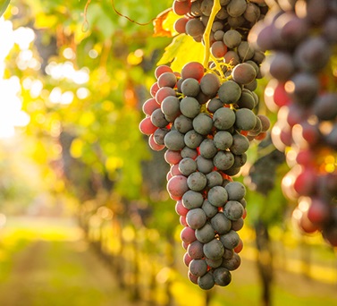 Uva da vino: fluttuano prezzi e produzione