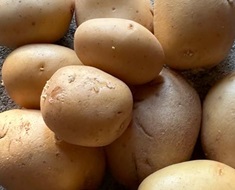 “Patata Gate”: assolta anche Grazia Romagnoli