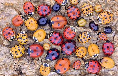 Rispettare la biodiversità per tutelare gli ecosistemi