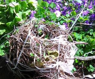 Trovati a Milano nidi di uccelli in plastica