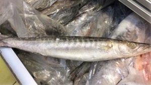 Carabinieri: sequestri di prodotti ittici a Milano, Napoli e Messina