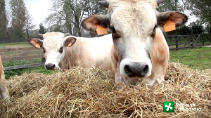 Regione Lombardia valorizza i prodotti locali