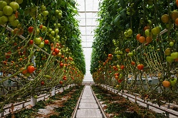 Le nuove sfide del pomodoro bio