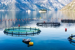 Acquacoltura, questa sconosciuta