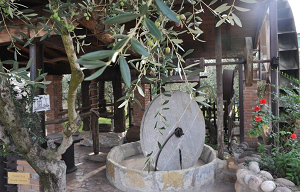 Fratelli Turri produce energia pulita dalle olive