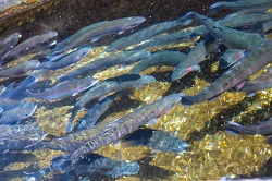 Da Api la cultura dell’acquacoltura italiana per la salute dell’uomo e dell'ambiente in cui vive