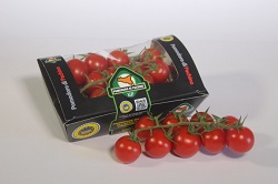 Pomodoro di Pachino Igp, nuovo packaging biodegradabile