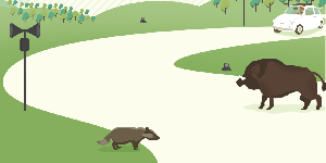 Un progetto per prevenire l’impatto animali-veicoli