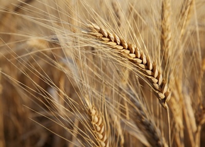 Frumento ancora volatile