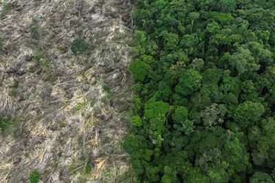 Foreste: cosa dirà la legge