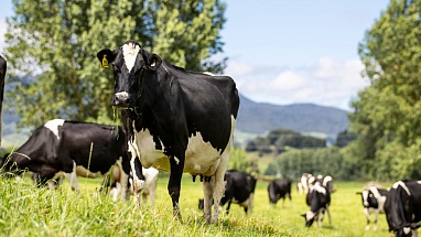 Mars: 27 milioni di dollari per l'introduzione di soluzioni agricole sostenibili nel settore lattiero-caseario