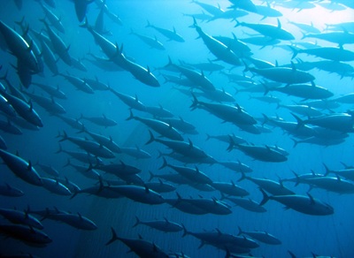 Findus: il 100% dei prodotti ittici è certificato MSC e ASC