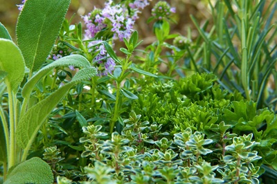 Erbe aromatiche: mercato e prospettive