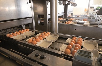 Eurovo fa shopping in Spagna e UK