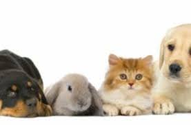 I canali del pet retail