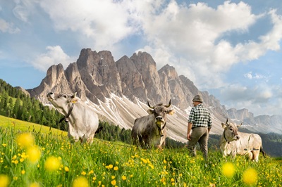 Il settore lattiero-caseario altoatesino chiude il 2024 con risultati solidi