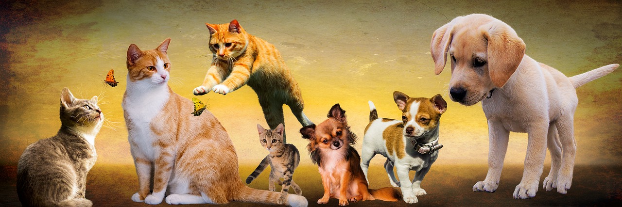 Pet Village celebra i suoi 25 anni 