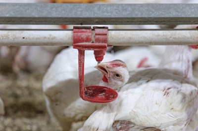 Essere Animali plaude ai progressi di Fileni sul benessere dei polli