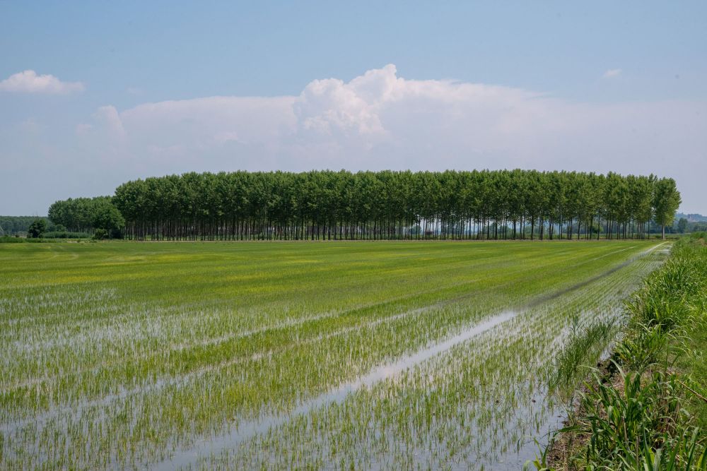 Riso Gallo e xFarm Technologies, insieme per una risicoltura più sostenibile   