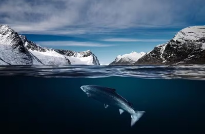 Seafood from Norway e Iper La grande i: partnership all’insegna del salmone norvegese