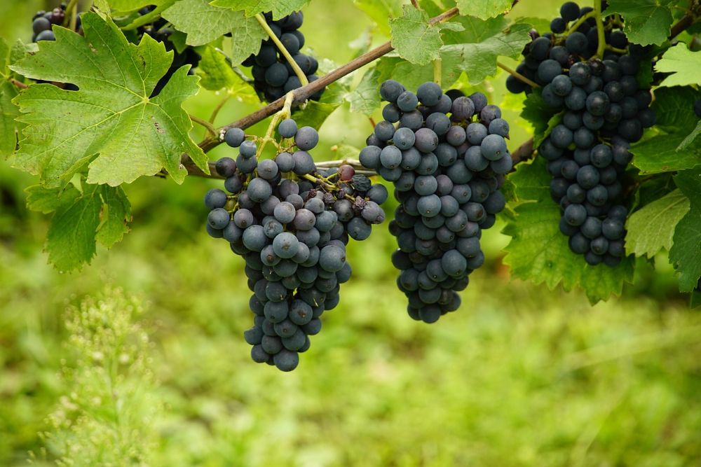 Secondo Agea, l’Italia riconquista il primato mondiale come produttore vino