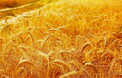 Raccolto grano duro 2025: volumi in sensibile incremento e buona qualità della materia prima