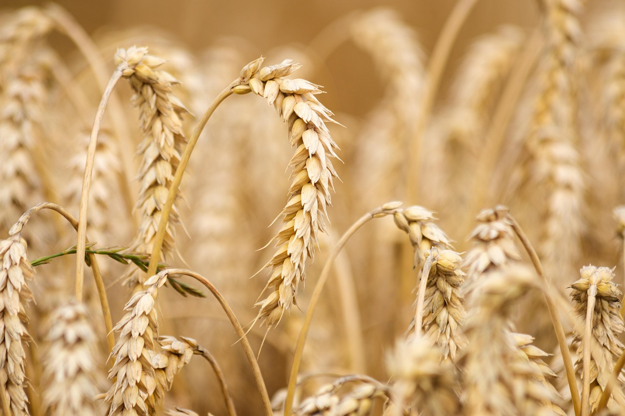 Grano duro: raccolto 2025 a 4 milioni di tonnellate