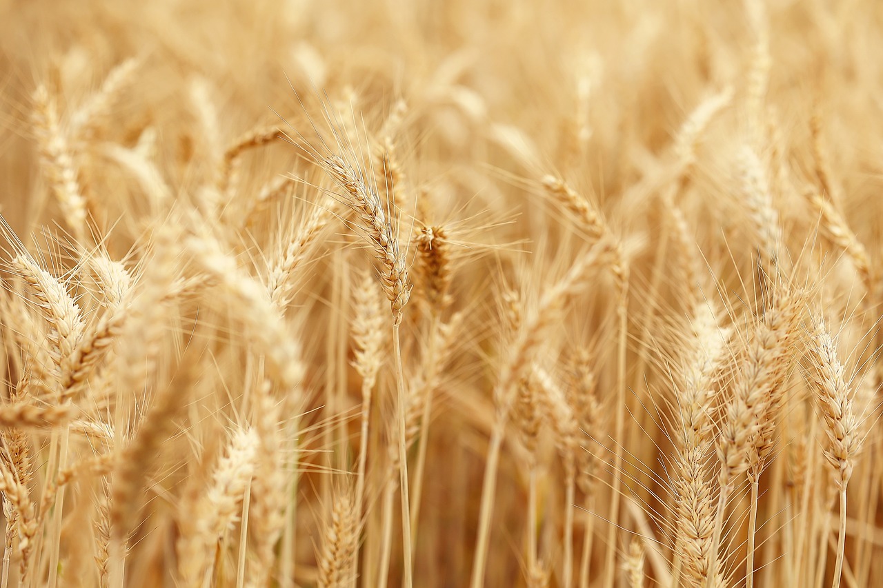 Grano duro, raccolto 2025 in crescita del 24%