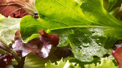 Bonduelle: confermata la cessione del ramo insalate pronte in Francia
