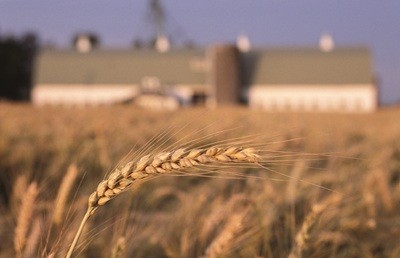 Granaio Italia: accolte le proposte di semplificazione della filiera