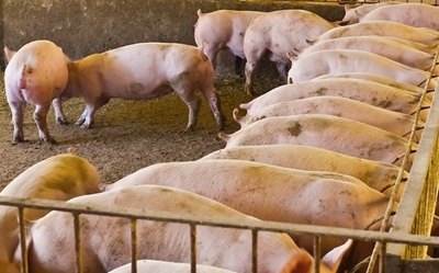 Cresce la redditività del comparto suinicolo