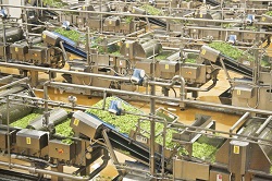 Bonduelle chiude il 2024‑2025: primo anno del piano «Transform to win», ripartenza avviata