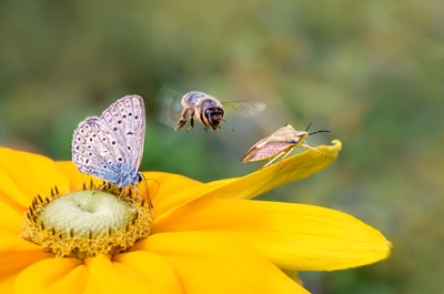 La biodiversità, un capitale da proteggere