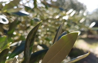 Monini: risultati in crescita nel 2024 grazie a qualità e sostenibilità