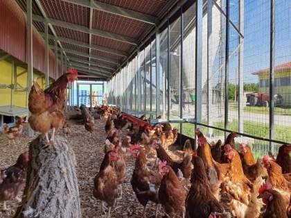 Lidl Italia estende il proprio impegno cage-free e adotta l’ovosessaggio
