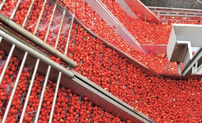 Le filiere produttive: Gruppo Casalasco
