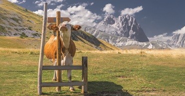 Le filiere produttive: Centro Carne