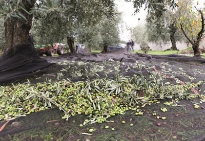 Le filiere produttive: Certified Origins