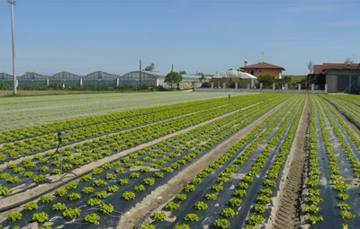 In Mater-Bi il primo telo biodegradabile ammendante inorganico secondo Regolamento Ue