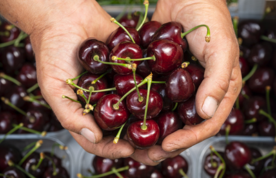 Ciliegie di montagna, accordo storico tra Melinda e VIP