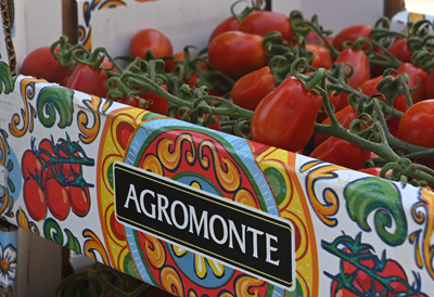 Agromonte conclude positivamente una nuova stagione di raccolto