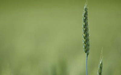 Alimentare: un affare di famiglia