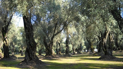 Olio: tendente al bello