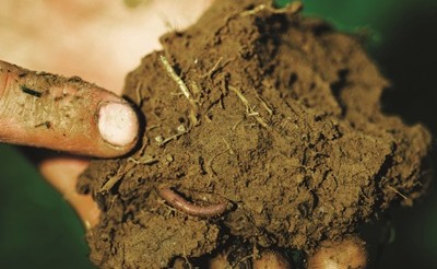 Cereal Docks presenta Nurture the Future, progetto di agricoltura rigenerativa